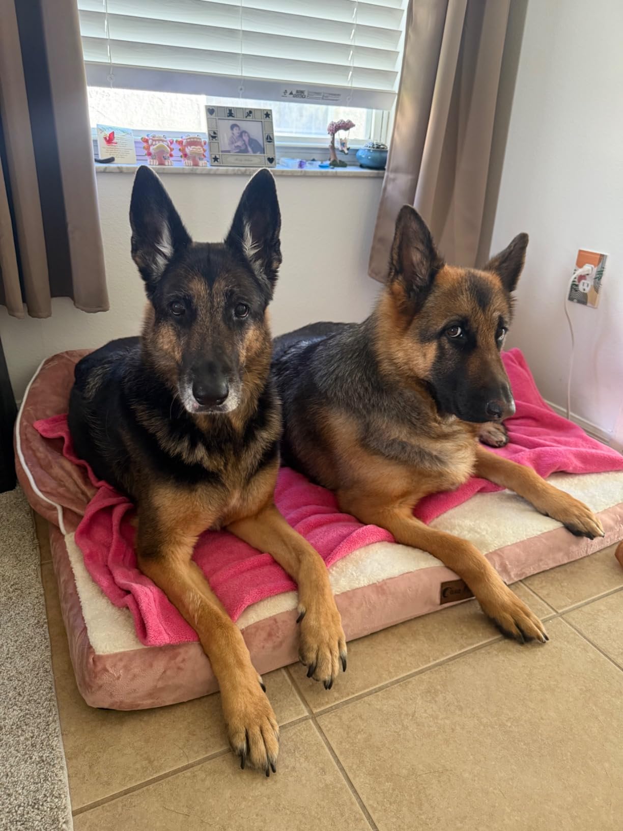 Orthopedic Washable Dog Bed for Extra Large Dogs, 45x35in, Grey customer photo 1