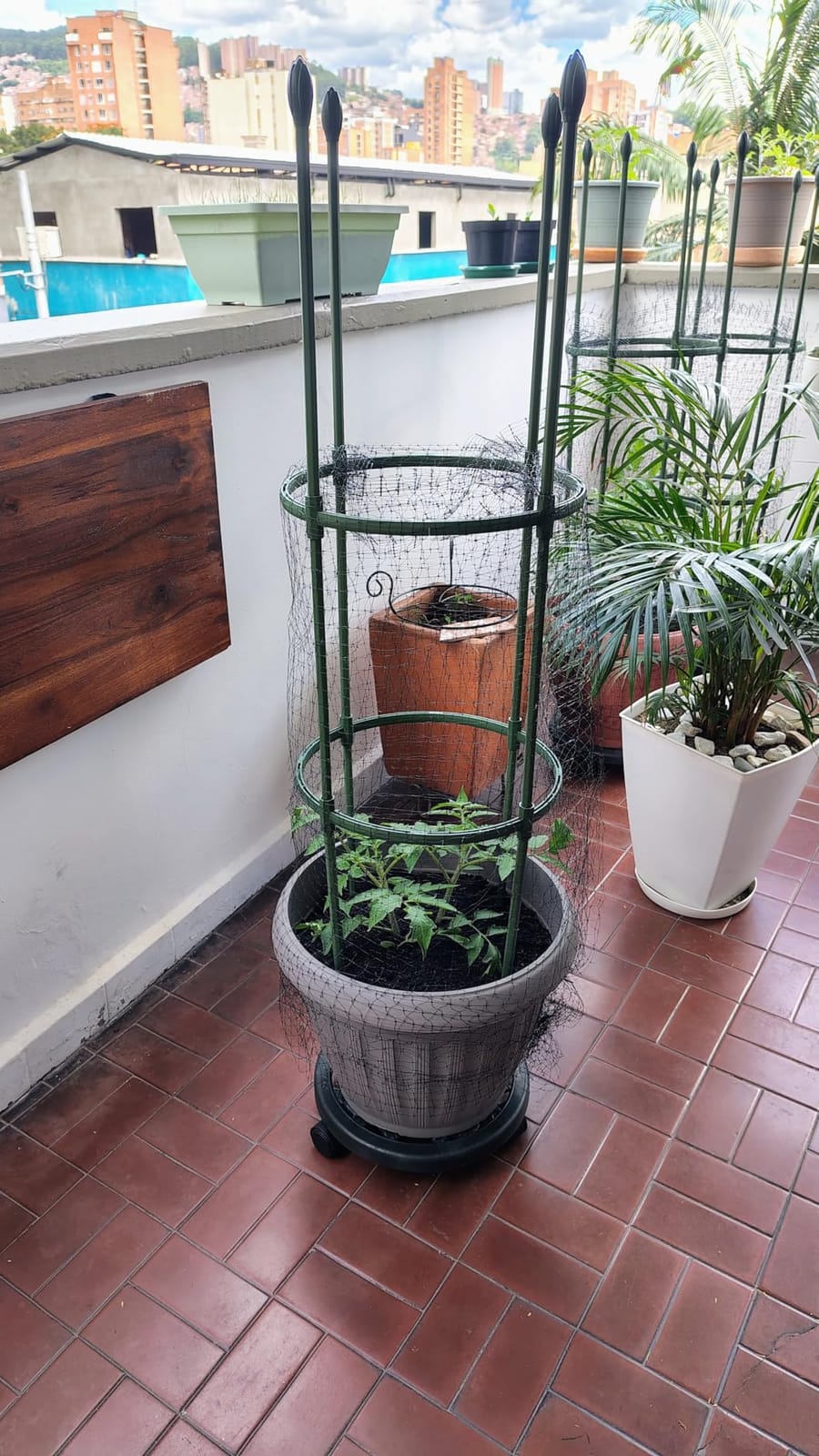 Round Heavy Duty Tomato Cage - 55 Inch Steel Core Plastic Coated Garden Trellis, 4-Post Rustproof Plant Support for Tomato/Cucumber/Beans, No Tools Snap Assembly, Spare Parts Available customer photo 1