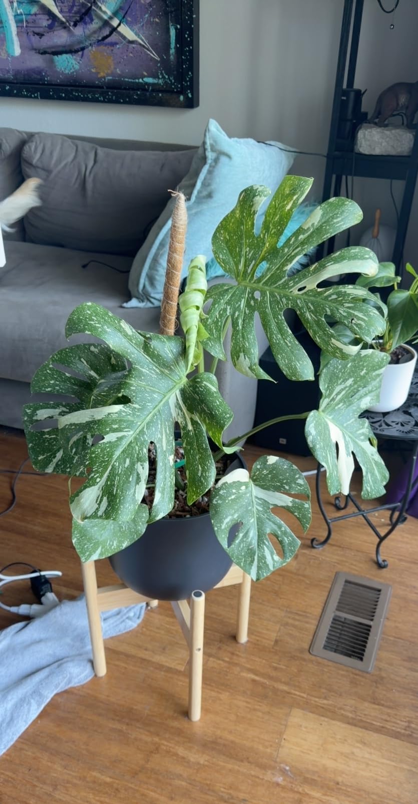 2Pcs 28'' Moss Pole Monstera Plant Support - Plant Stakes for Indoor Plants customer photo 1