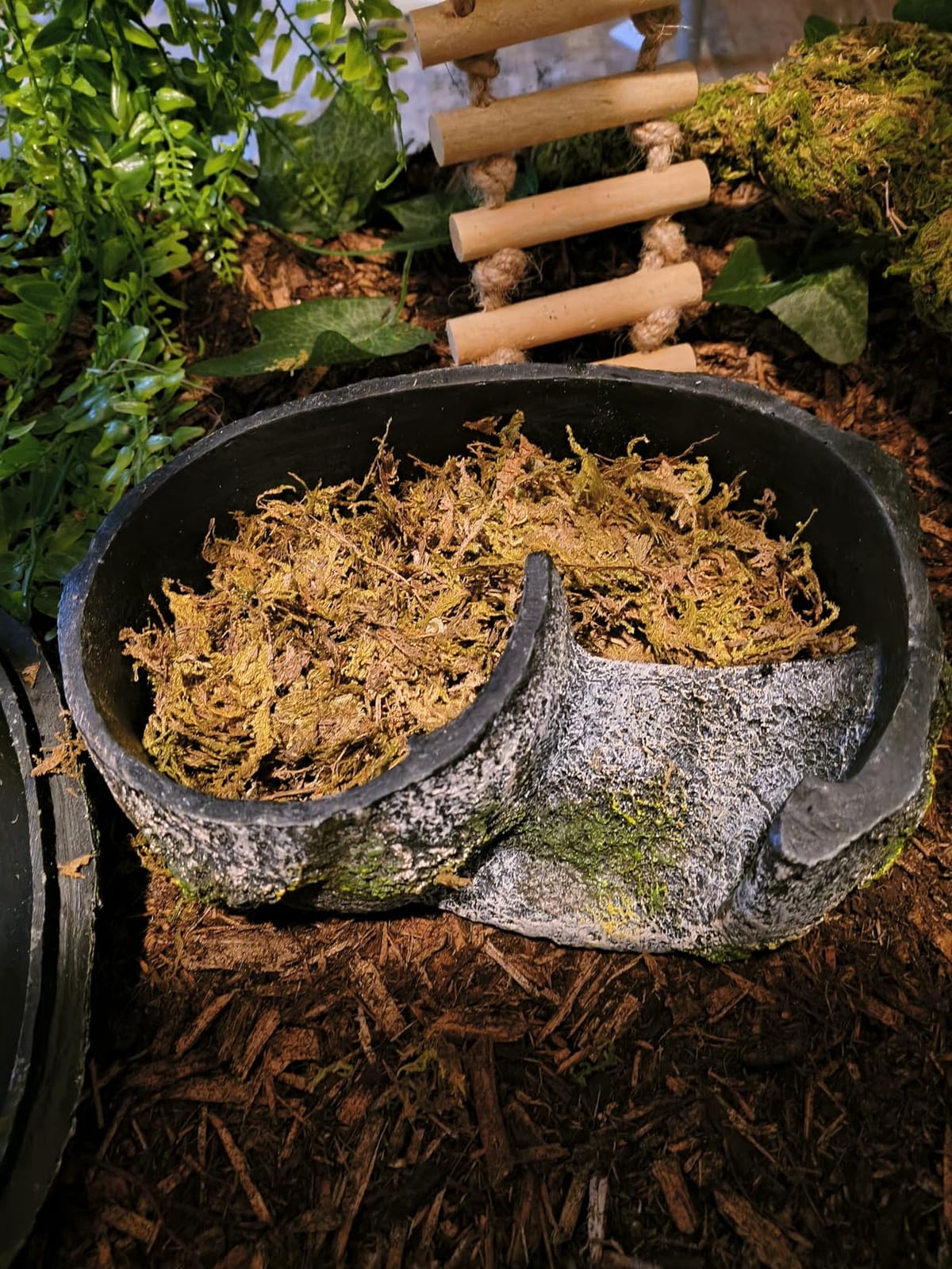 Sukh Sphagnum Moss for Reptiles - Green Terrarium Moss Substrate, 5oz customer photo 2