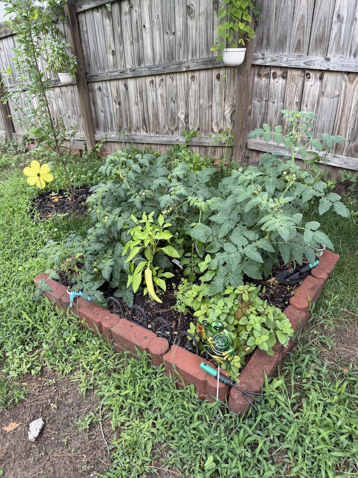 3 Pack Tomato Cages,Square Tomato Plant Stakes Support Cages Trellis for Garden Climbing Vegetables Flowers Fruits,Extra Bold customer photo 1