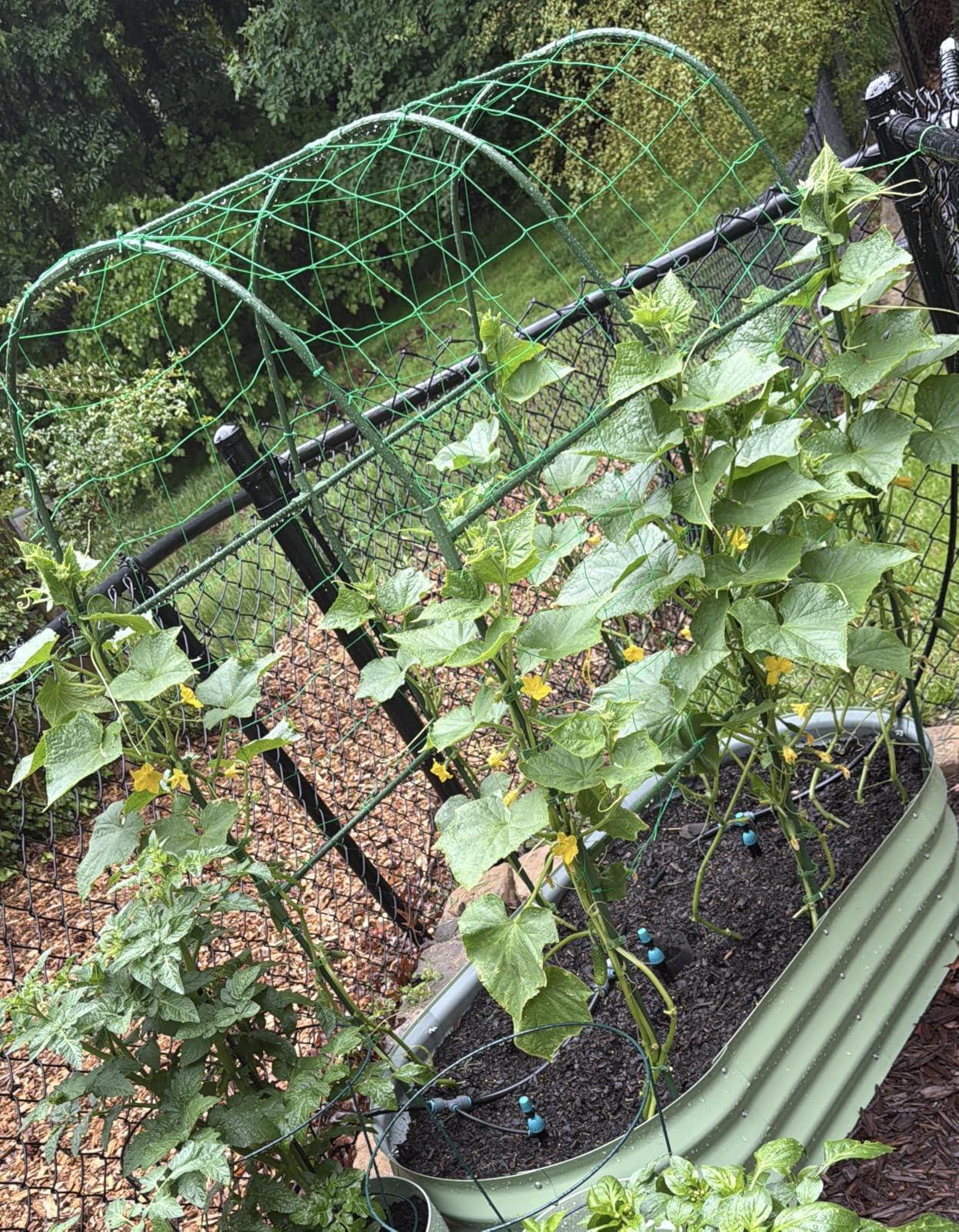Cucumber Trellis for Raised Bed,U-Shape Garden Trellis for Climbing Plants Outdoor, Metal Arch Vegetables Trellis, Plant Support for Vine (Green, 47.2x47.2 X21.6) customer photo 2