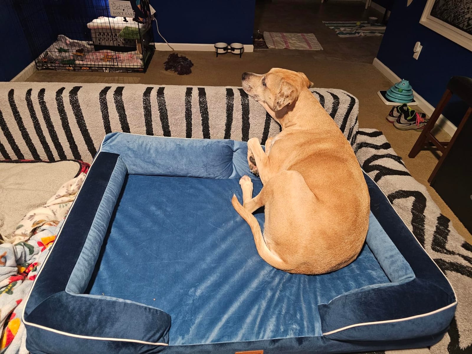 CWAWZ Extra Large Dog Bed, Orthopedic XL Dog Bed with Cooling Gel Memory Foam, Waterproof Pet Bed with Removable Washable Cover, 42