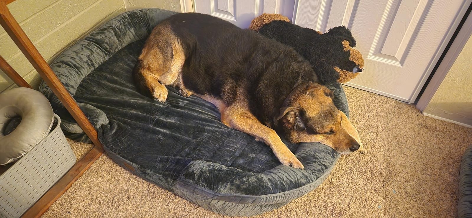 Dwanton Orthopedic Waterproof Medium Dog Bed Sofa, Gel Memory Foam, 36