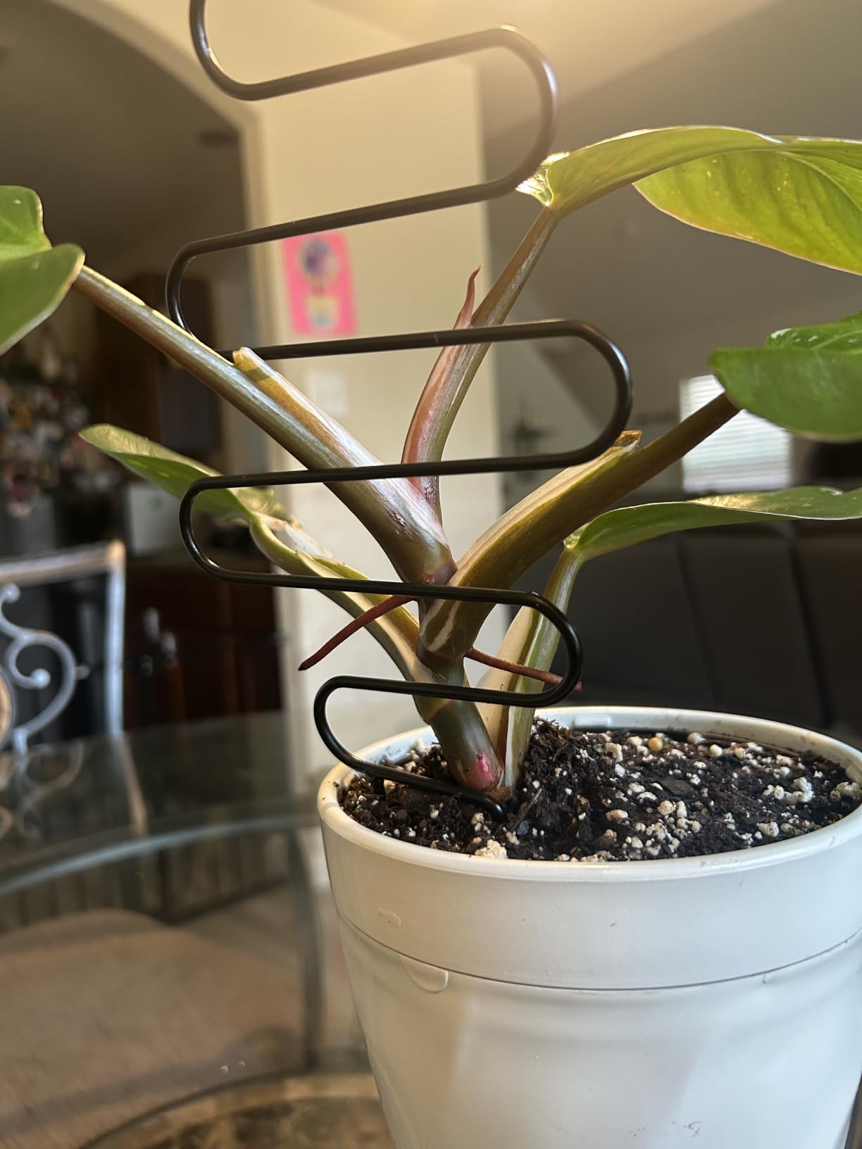 4 Packs Trellis for Climbing Plants Indoor, HENABLE Small Garden Metal Trellis for Potted Plants Outdoor for Vine Ivy Flower Plant Support, 4 Different Black Iron Patterns customer photo 2
