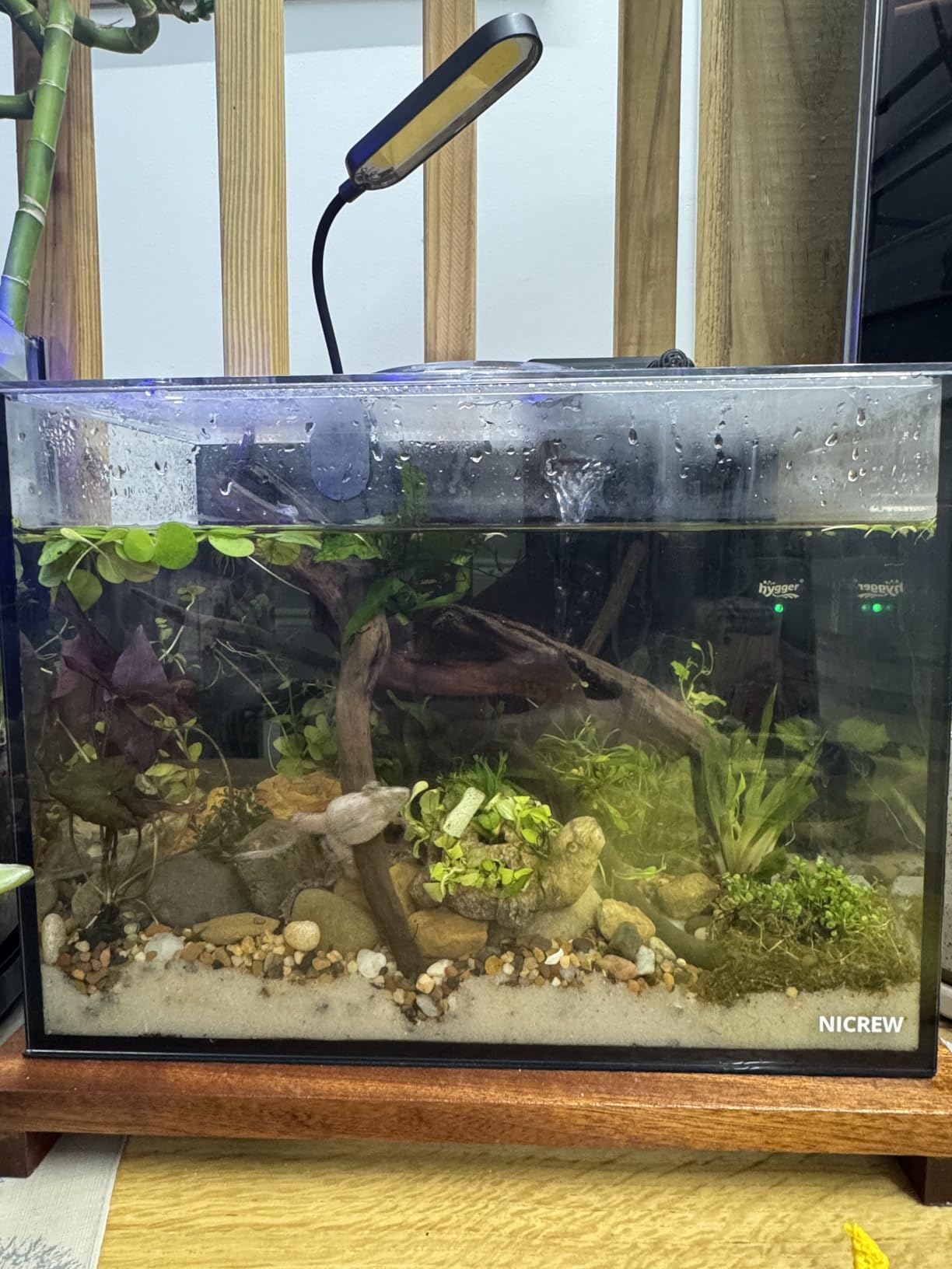 NICREW 2.5 Gallon Nano Nature Aquarium Kit Betta Fish Tank, Complete, Black customer photo 1