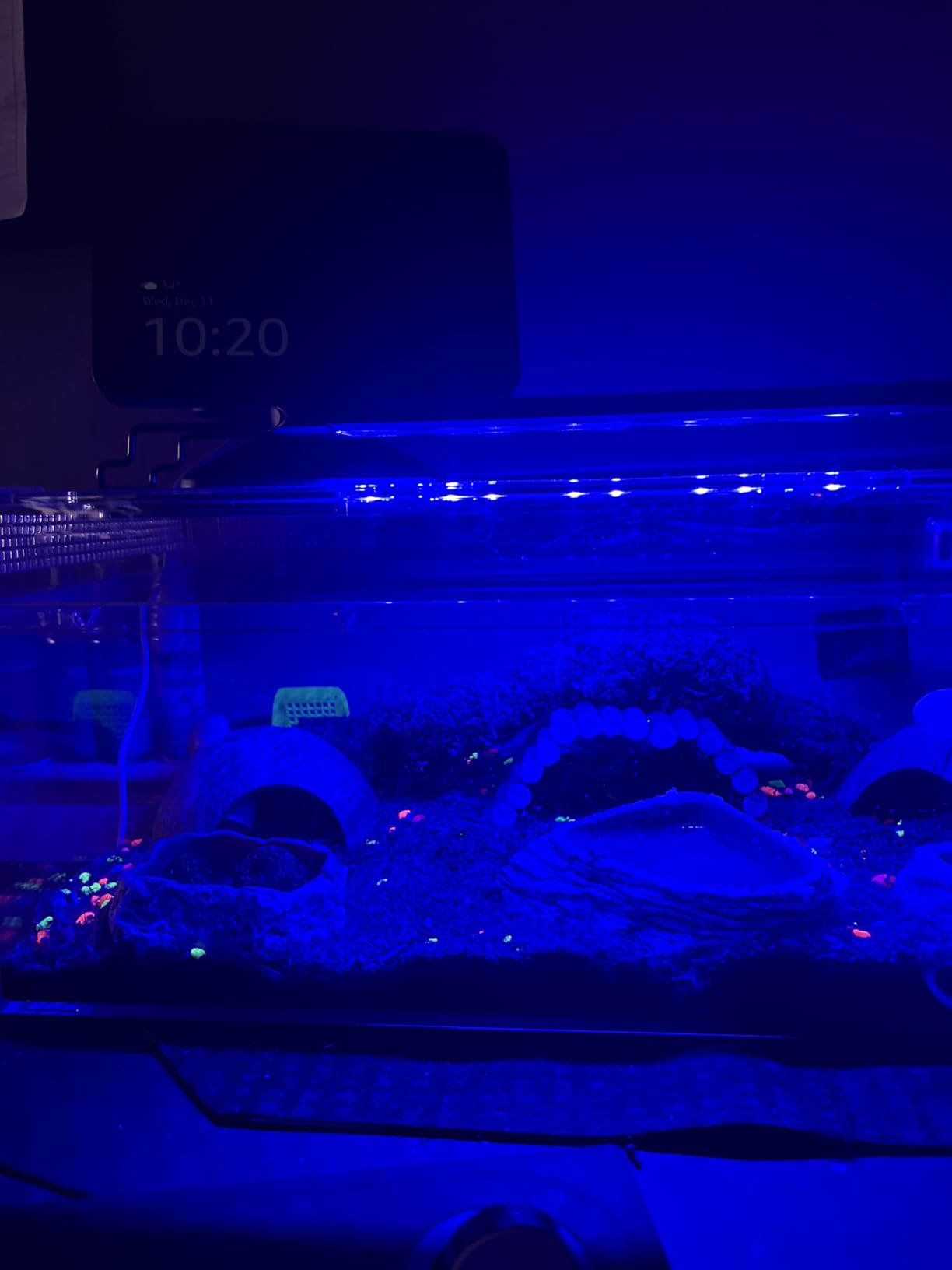 Pawfly 11 W Terrarium Light for 12