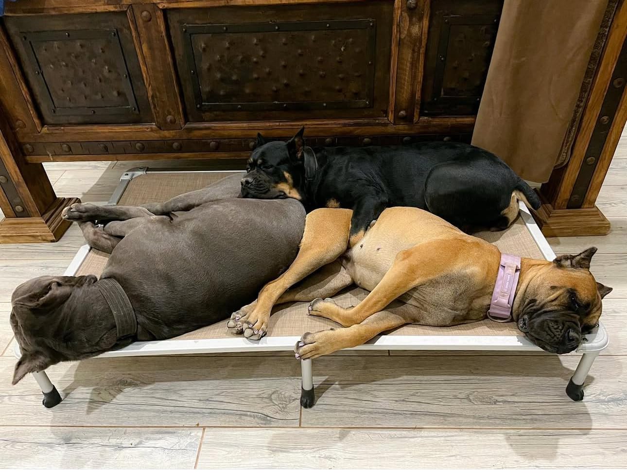 Veehoo Chew Proof Elevated Dog Bed, Cooling Raised Pet Cot, Silver Aluminum customer photo 1