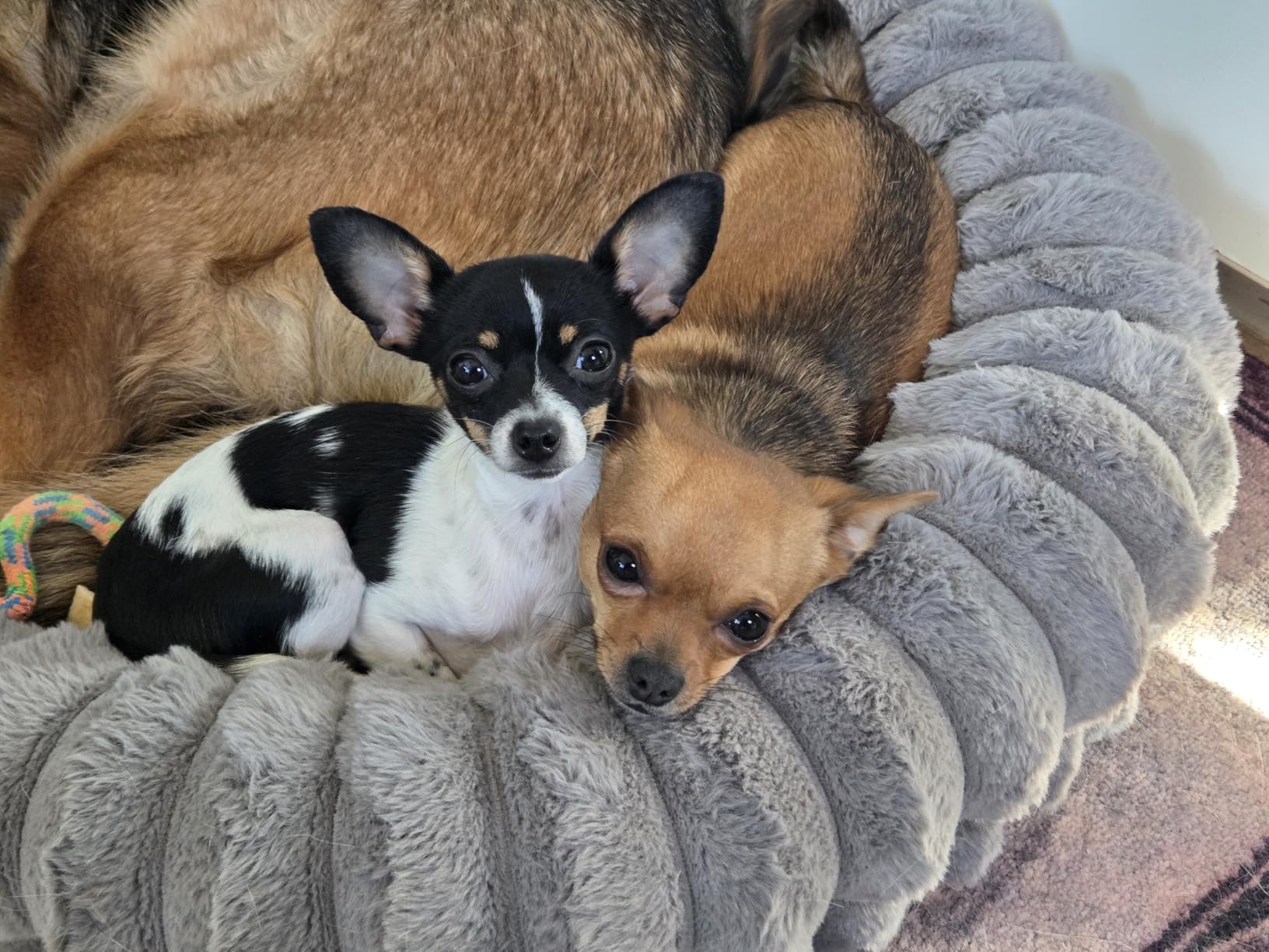 BALANCE Calming Dog Bed for Large Sized Dogs, 36 Inches Oval Washable Pet Bed with Sides, Orthopedic Pet Couch Sofa with Non-Slip Bottom, Oatmeal customer photo 1