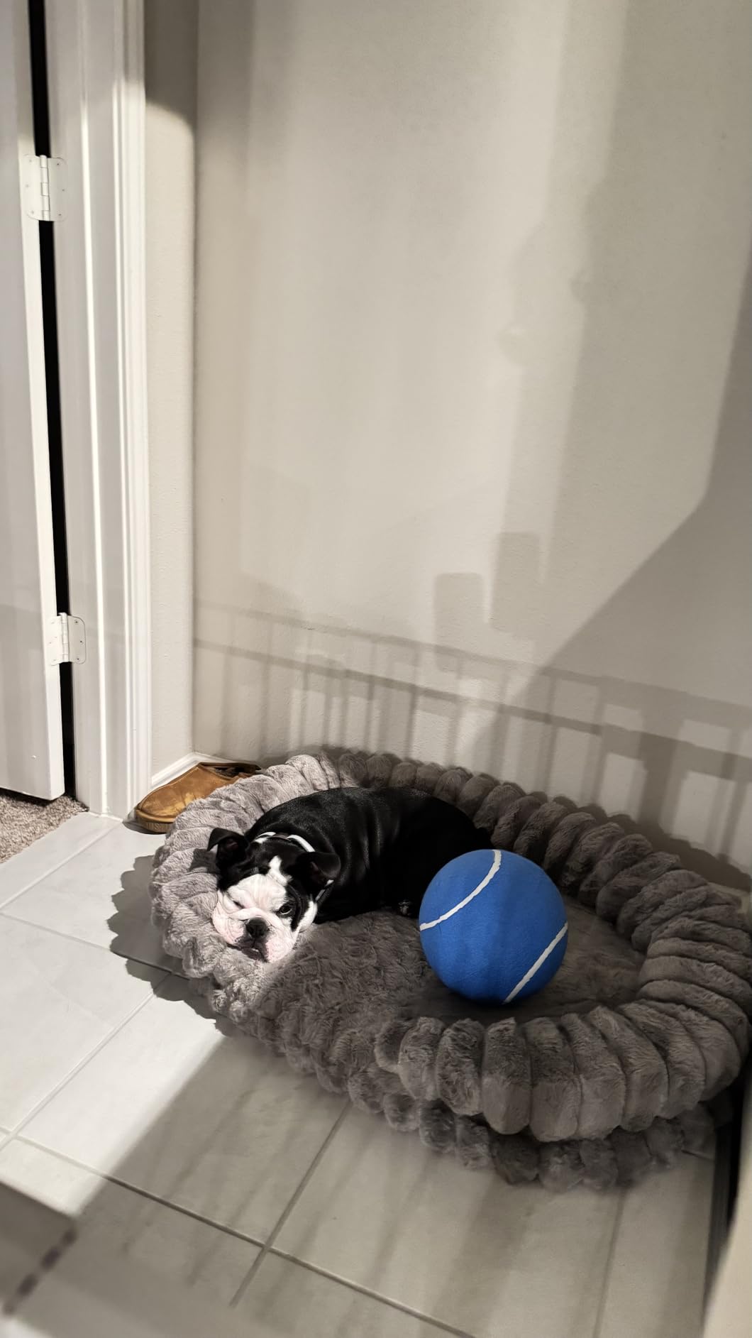 BALANCE Calming Dog Bed for Large Sized Dogs, 36 Inches Oval Washable Pet Bed with Sides, Orthopedic Pet Couch Sofa with Non-Slip Bottom, Oatmeal customer photo 2