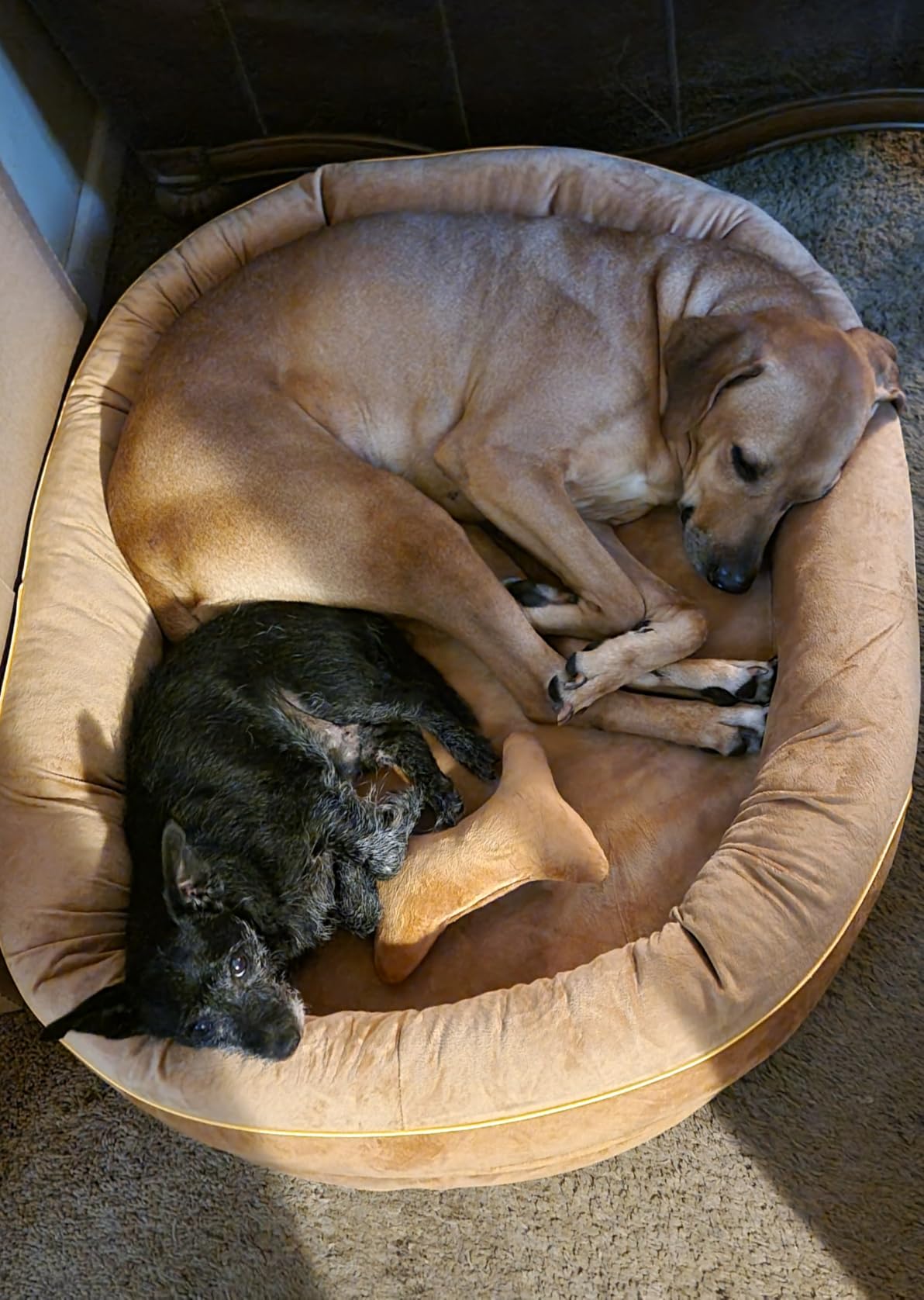 CWAWZ XL Orthopedic Dog Bed, Extra Large Dog Bed, Dog Sofa for Large Sized Dogs with Full-Surround Bolsters, Dual-Sided Dog Cooling Bed with Memory Foam, Washable Sofa with Nonslip Bottom, Light Grey customer photo 2