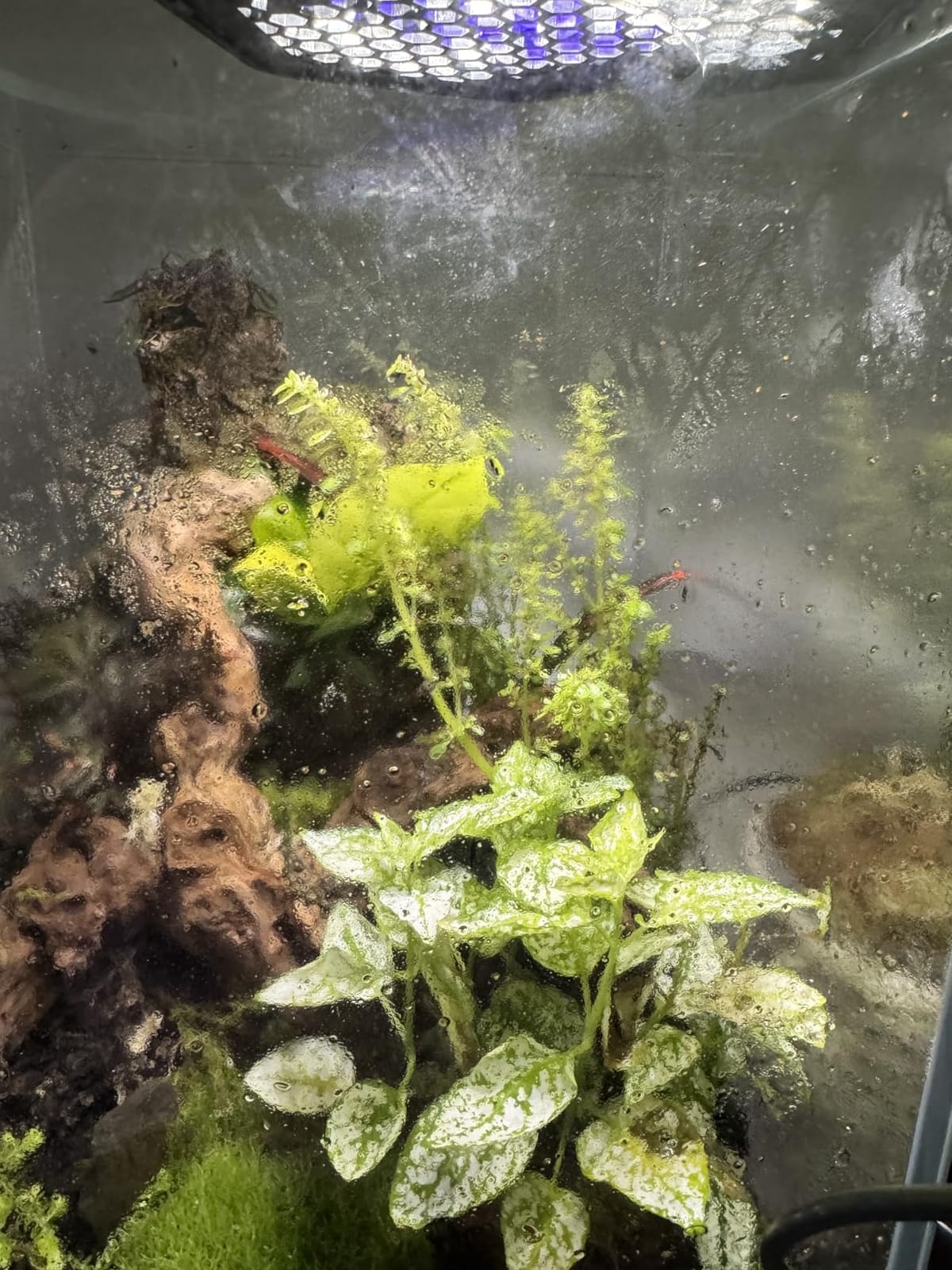 LED UVB Reptile Lamp, Adjustable LED Terrarium Light with 3 Modes, 5 Brightness Levels, 4/8/12H Daily Cycle Timer, Long-Life for Small to Medium-Large Reptiles Such as Bearded Dragons customer photo 1