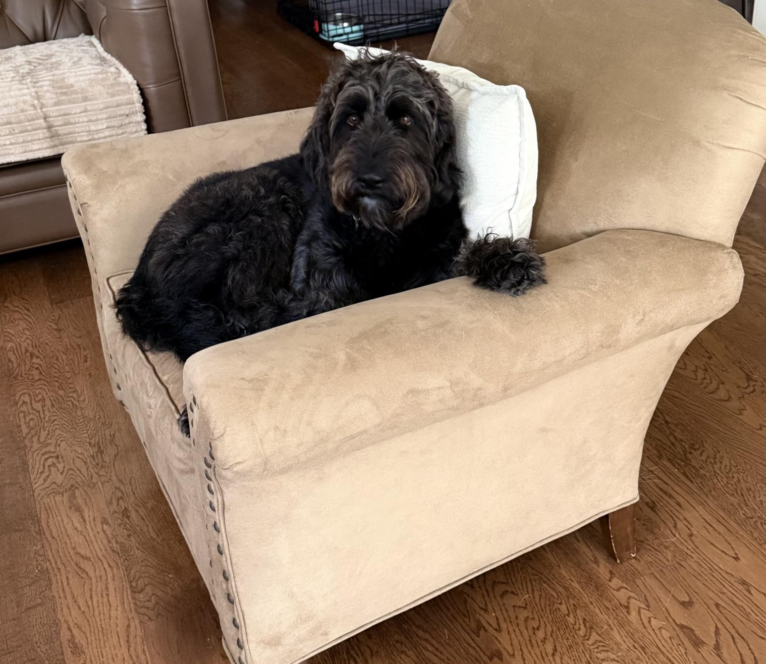 OhGeni Orthopedic Large Dog Bed, Reversible Memory Foam, 41 inch-XL(Gray) customer photo 2