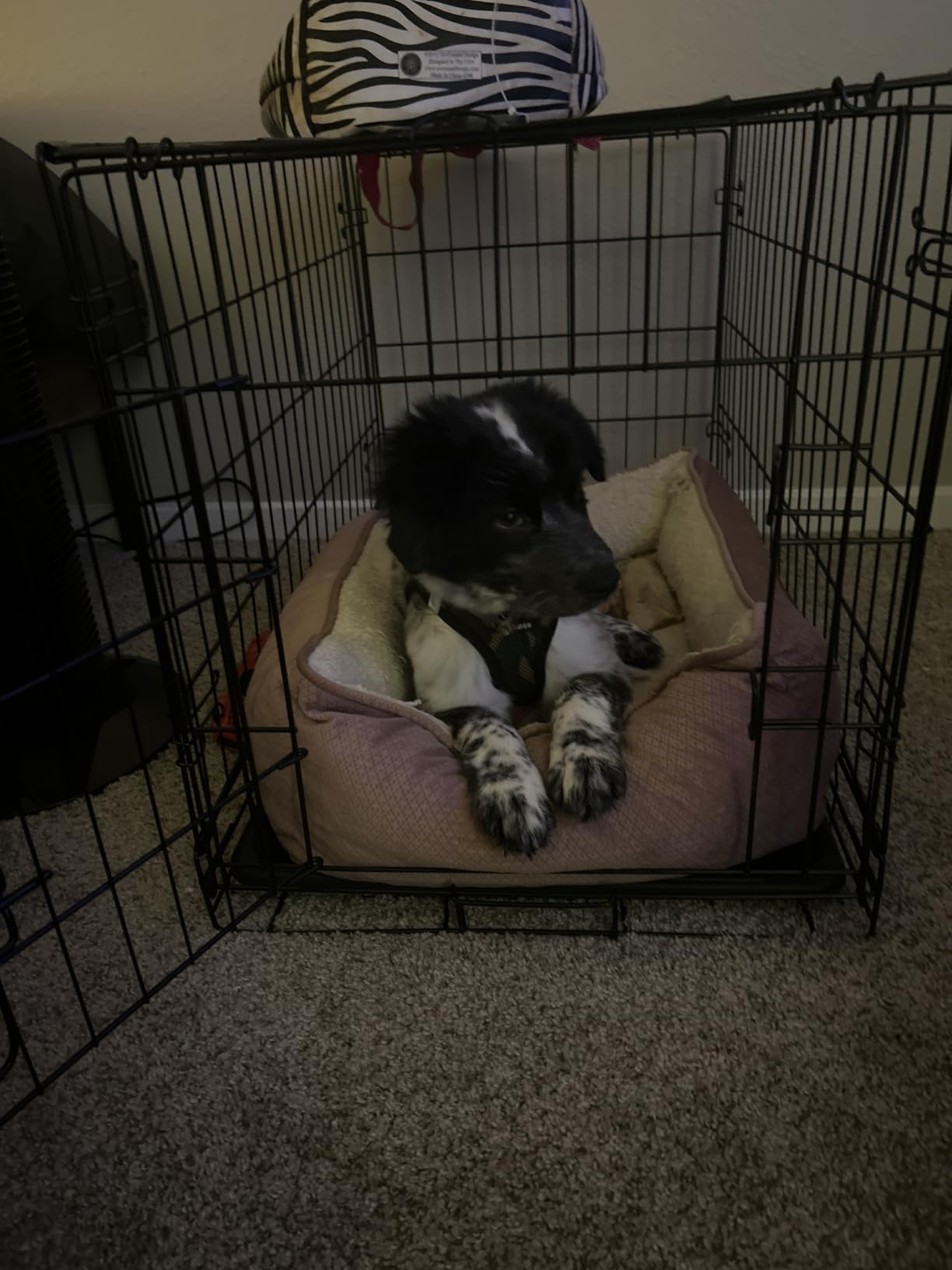DUMOS 24 Inch Dog Crate, Foldable Puppy Small Dog Cage Pet Kennel customer photo 2