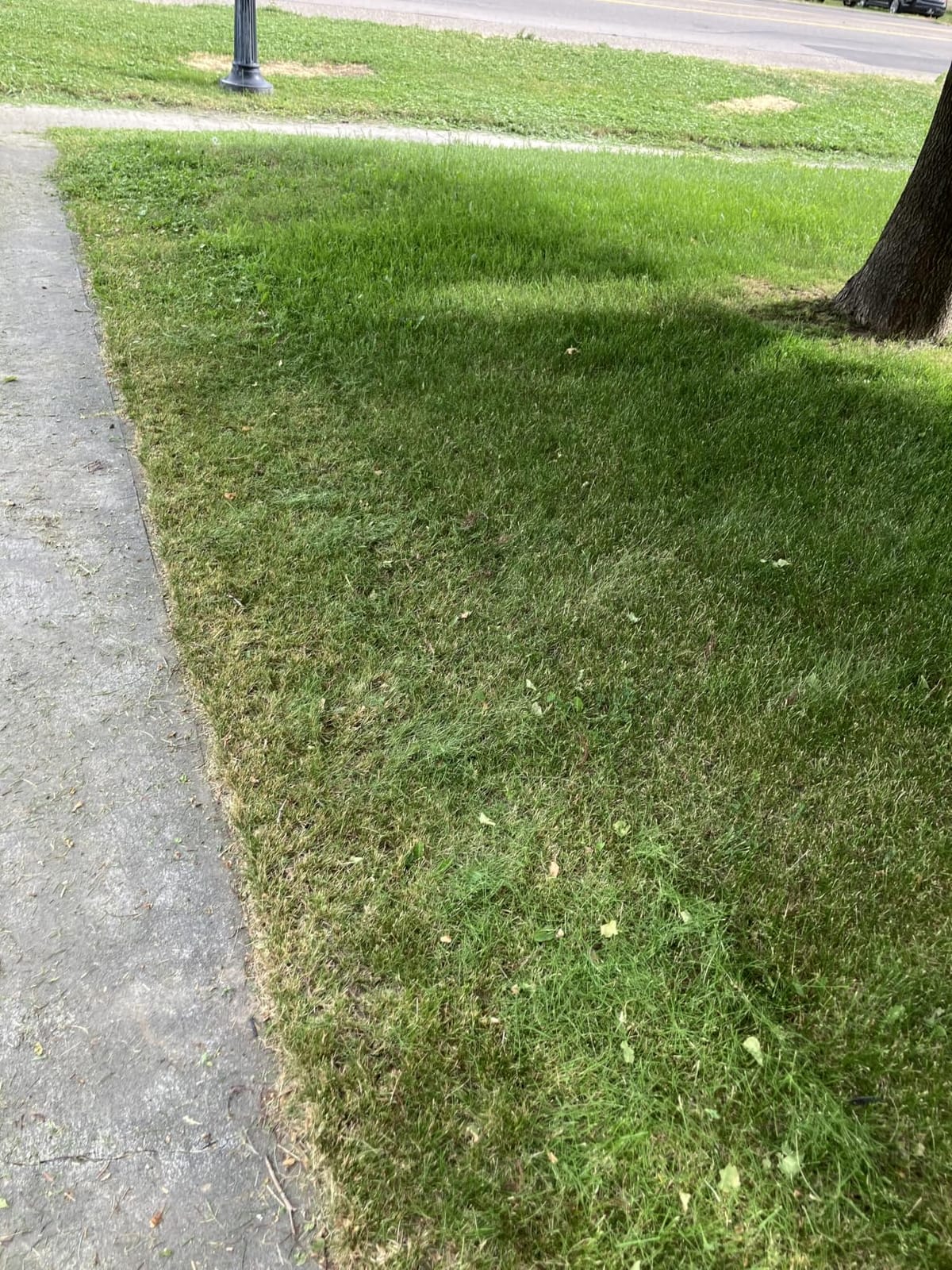 LawnMaster 20” 5-Blade Push Reel Lawn Mower – LMRM2001 customer photo 1