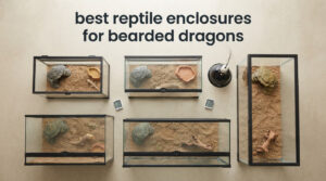 best reptile enclosures for bearded dragons