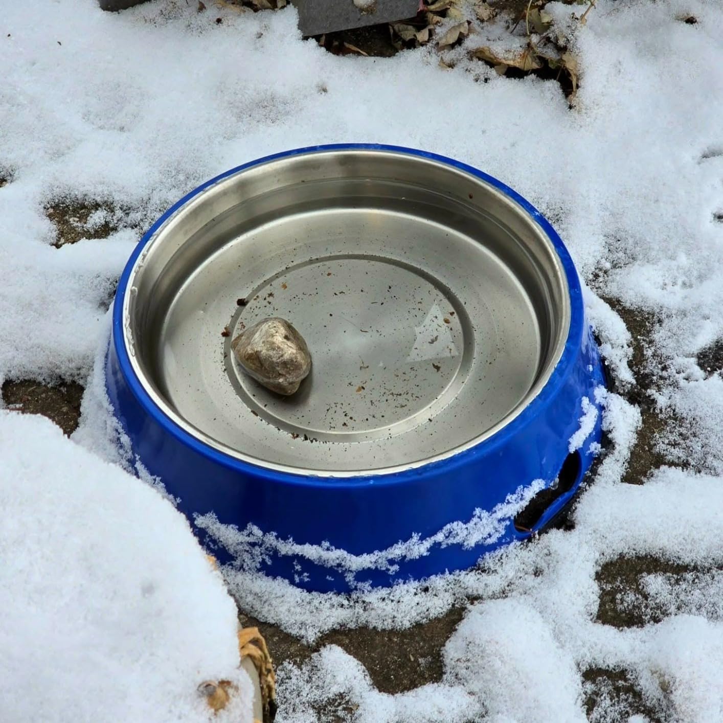 Farm Innovators Heated Pet Water Bowl, 60W, 1.5 Gallon customer photo 2