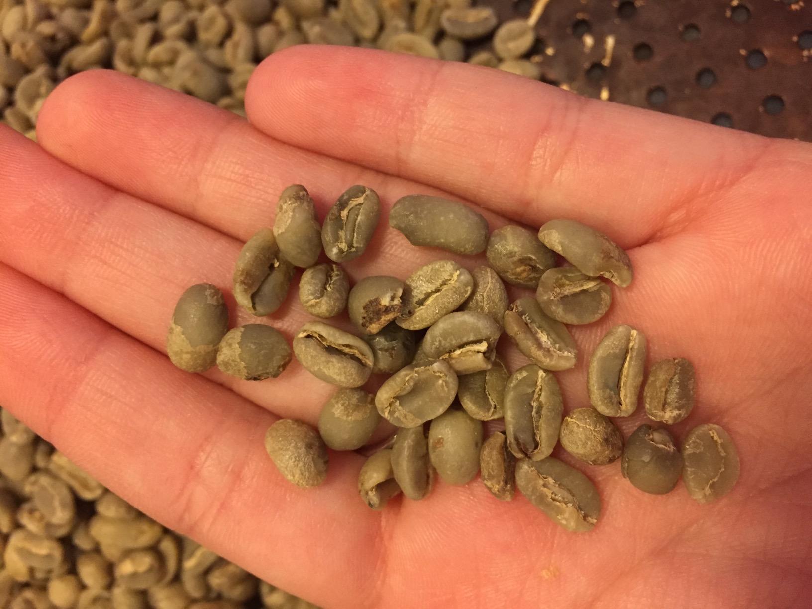 Coffee Bean Direct Unroasted Ethiopian Yirgacheffe, 5lb Bag customer photo 1