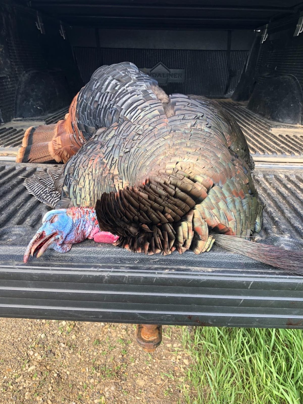 Zink Thunder Ridge Series Hunting Pot Turkey Call | Durable Waterproof Polycarbonate Hand-Built Hand-Tuned User-Friendly customer photo 1