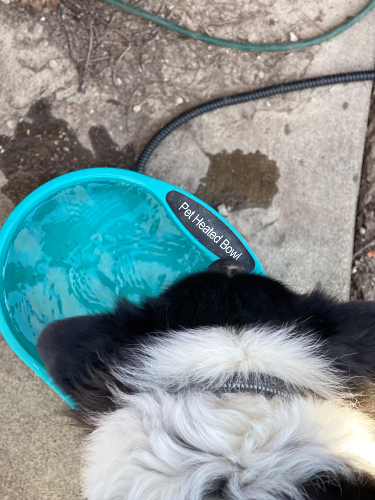 3.7L Heated Water Bowl for Outdoor Dogs Cats - 30W Thermostatic Control Heating Pet Bowl with 6.6Ft Bite-Proof Cord for Winter Chickens customer photo 2