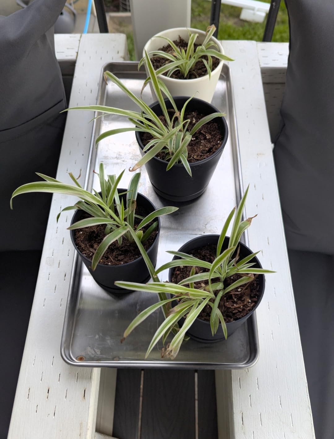 Metal Trays for Harvest Right Freeze Dryer, Medium Freeze Dryer accessories customer photo 2